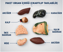 İç Organlar Vücut Anatomisi 28 cm