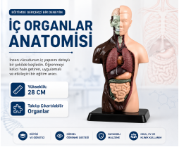 İç Organlar Vücut Anatomisi 28 cm
