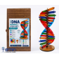 DNA Modeli Yapım Seti Ahşap 