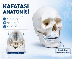 Kafatası Anatomisi