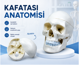Kafatası Anatomisi