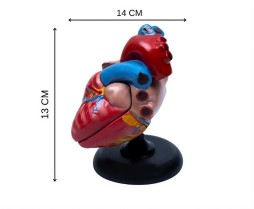 Kalp Anatomisi 