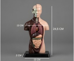 İç Organlar Vücut Anatomisi 28 cm