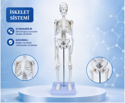 İskelet Sistemi 45 CM *24