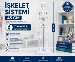 İskelet Sistemi 45 CM *24