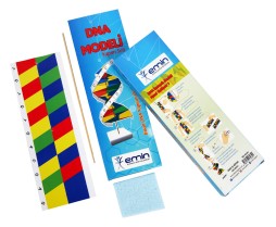 DNA Modeli Seti (10'lu)