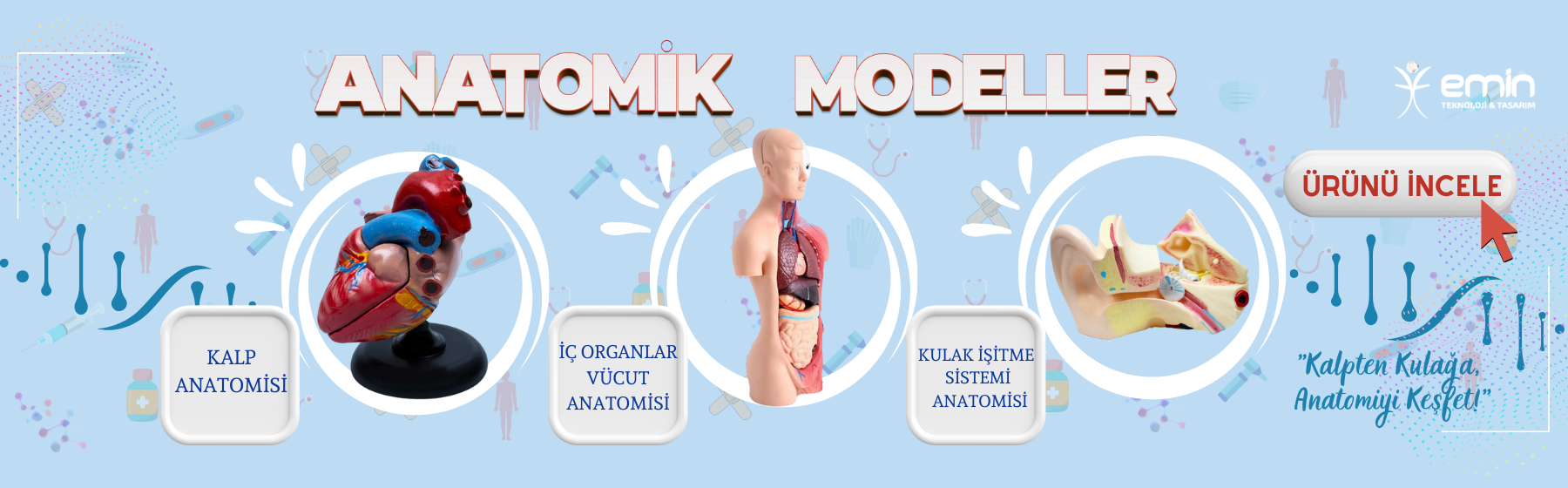 Anatomik Modeller