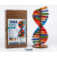 DNA Modeli Yapım Seti Ahşap 