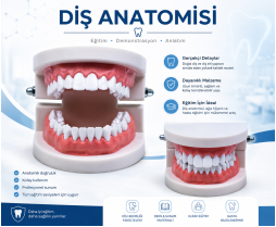 Diş Modeli Anatomisi *100