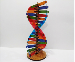 DNA Modeli Yapım Seti Ahşap DNA Modeli Yapım Seti Ahşap
