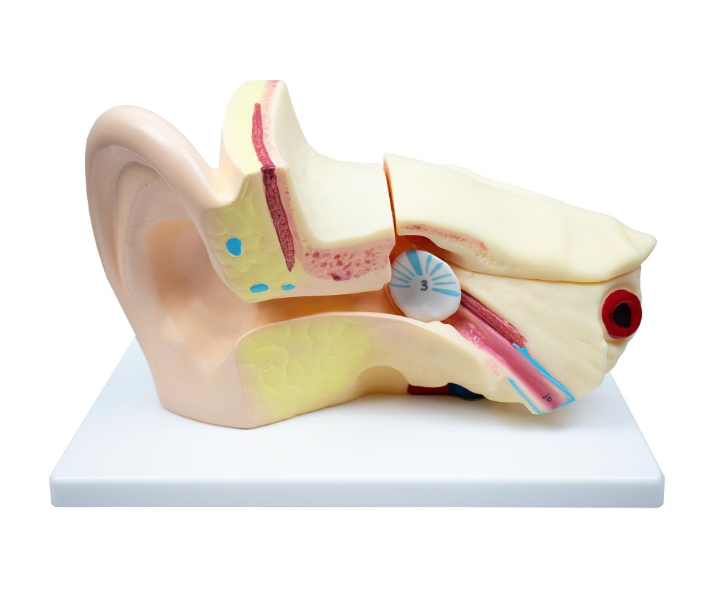 Kulak Anatomisi Modeli